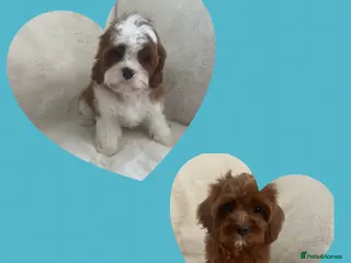 Cavapoo dogs Merlesque fully trained older puppies - Advert 1