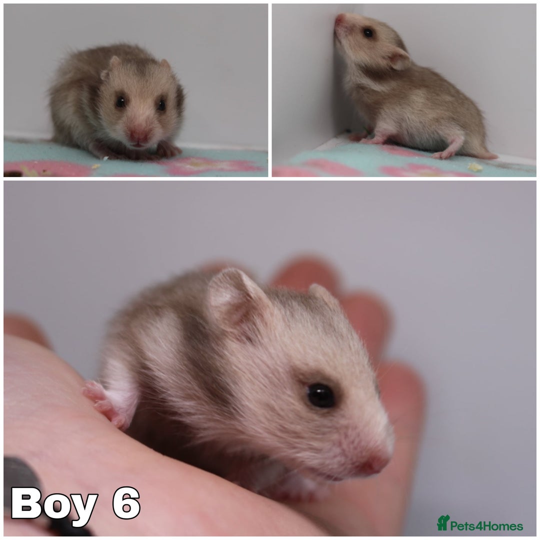 Hamster rodents for sale: Beautiful Syrian hamsters ready to reserve - Advert 8