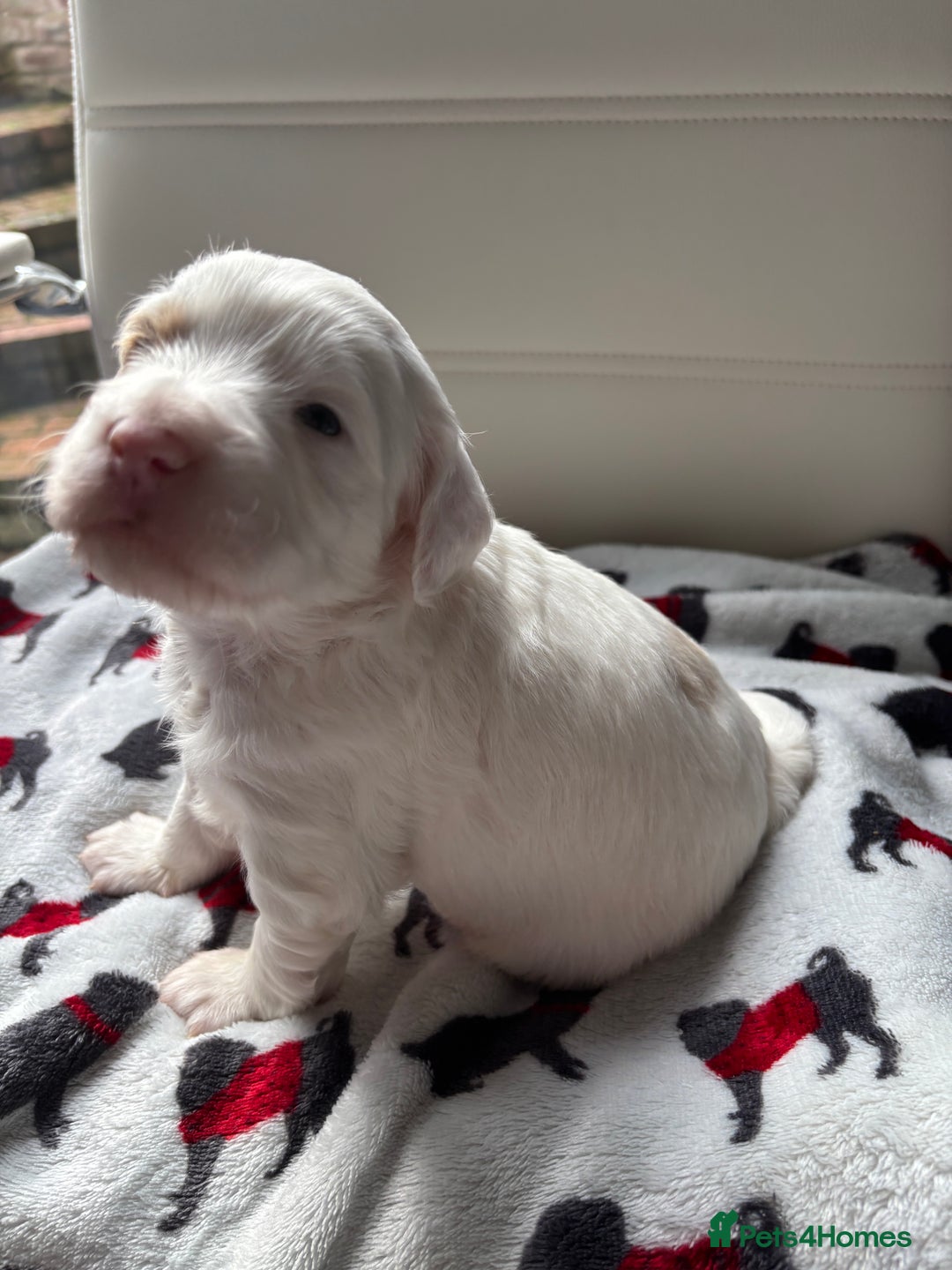 Cockapoo dogs for sale: Adorable F2 Cockapoo Puppies - First Litter  - Advert 9