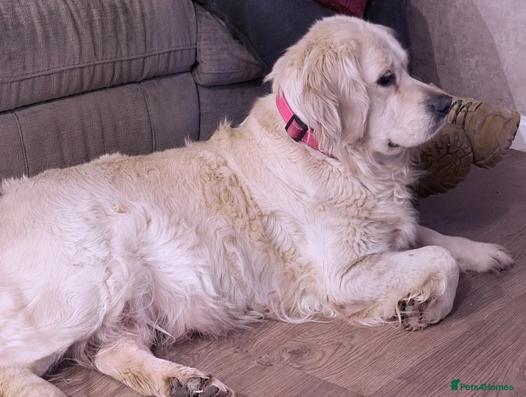 Golden Retriever dogs for sale: 3 Year old female for sale - Advert 1