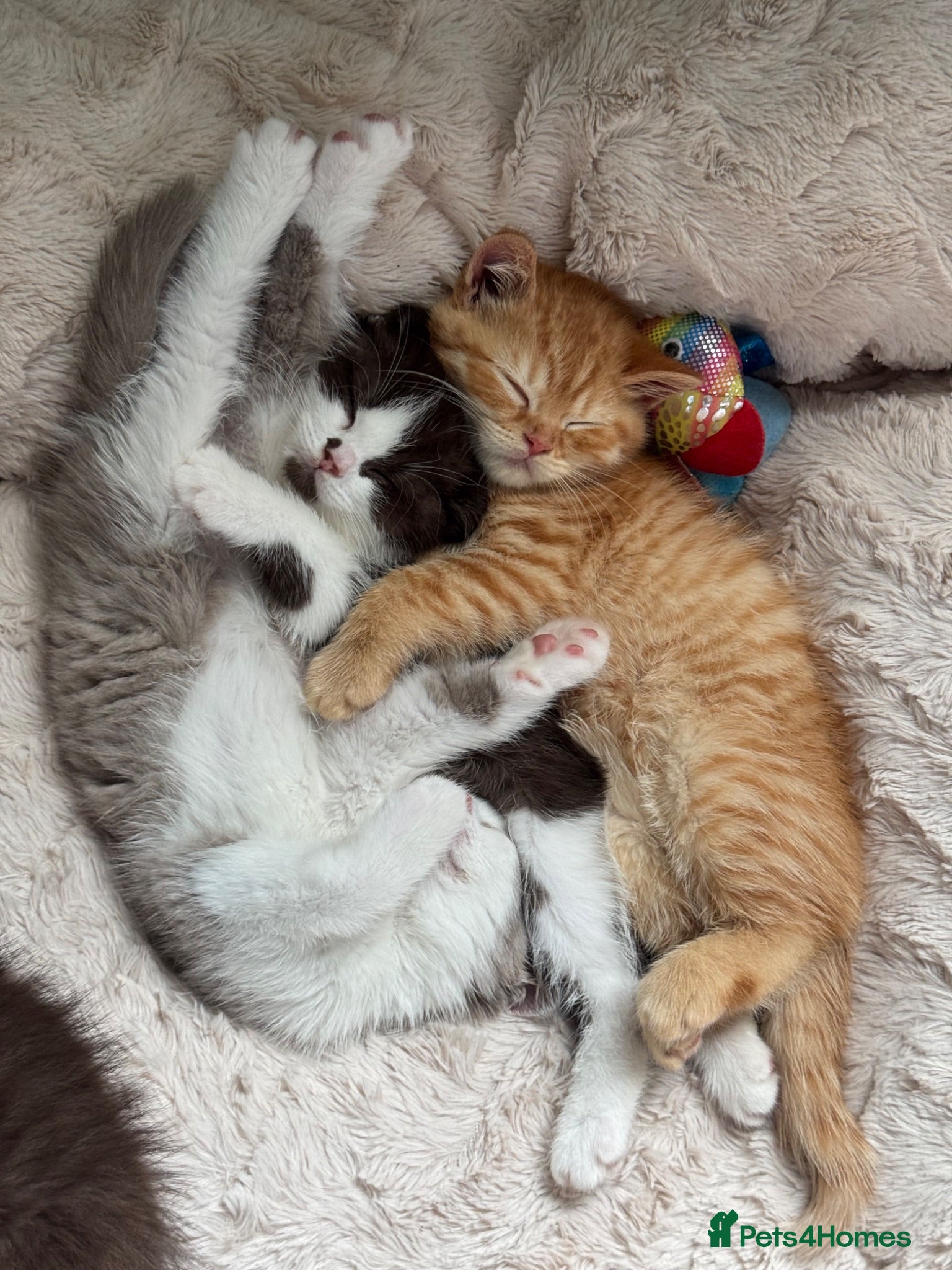 British Shorthair cats Chocolate bi boy BSH Kitten - Advert 2