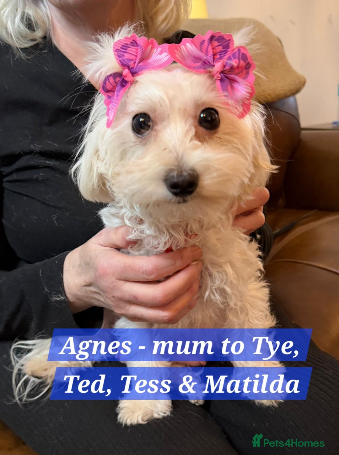 Maltipoo dogs for sale: Multipoo - Advert 3