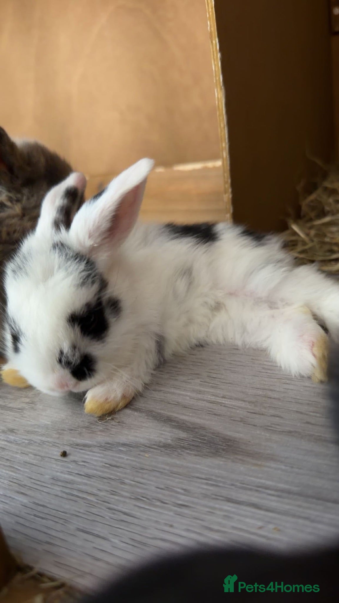 Mini Lop rabbits Last 3 beautiful mini lop babies - Advert 5