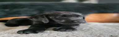 Labrador Retriever Puppy 4