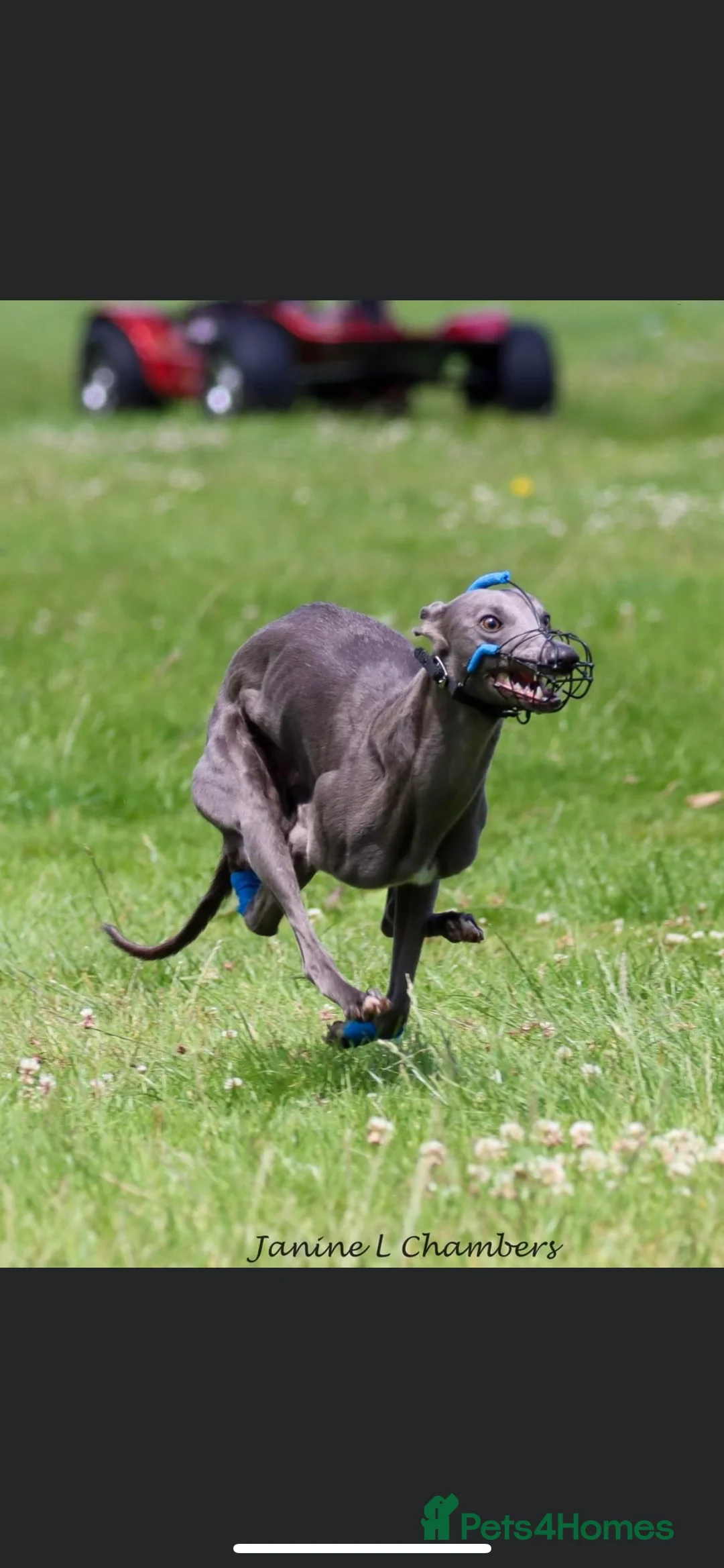 Whippet dogs for stud: KC Registered Blue Whippet Proven Stud Dog in Barnsley - Advert 5