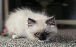 Ragdoll cats for sale: Beautiful bundle of fluff Ragdoll ready now  - Image 3