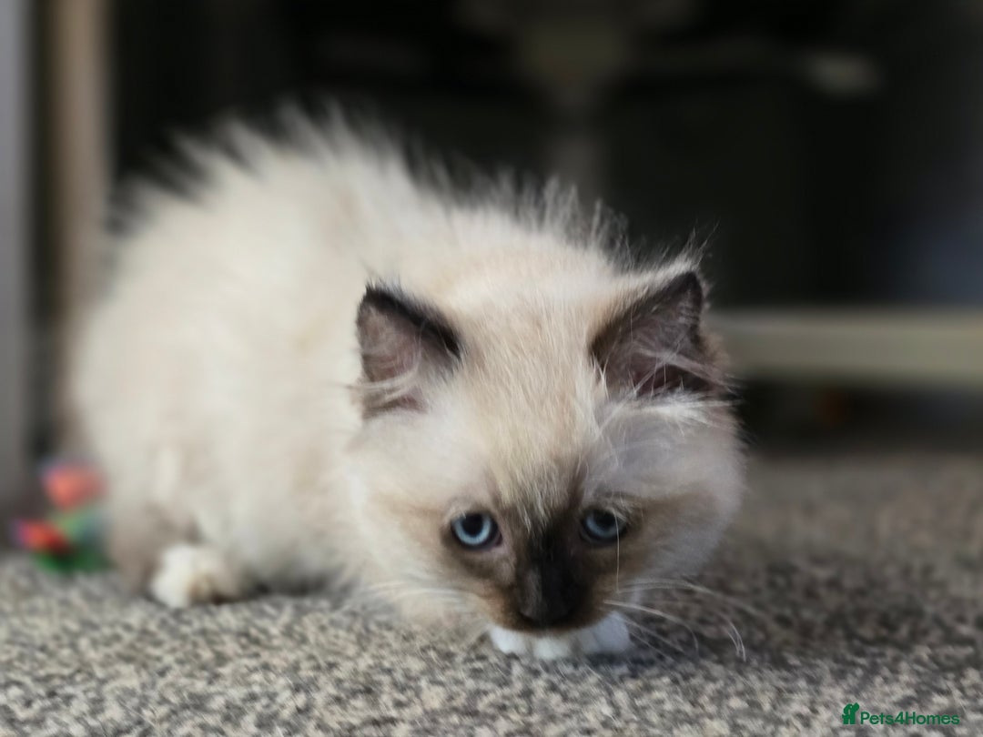 Ragdoll cats for sale: Beautiful bundle of fluff Ragdoll ready now  - Image 3