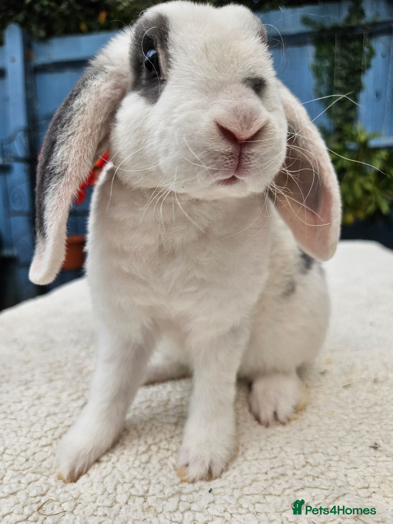 Mini Lop rabbits 12 weeks Purebred Mini Plush Lops- Suffolk - Advert 1
