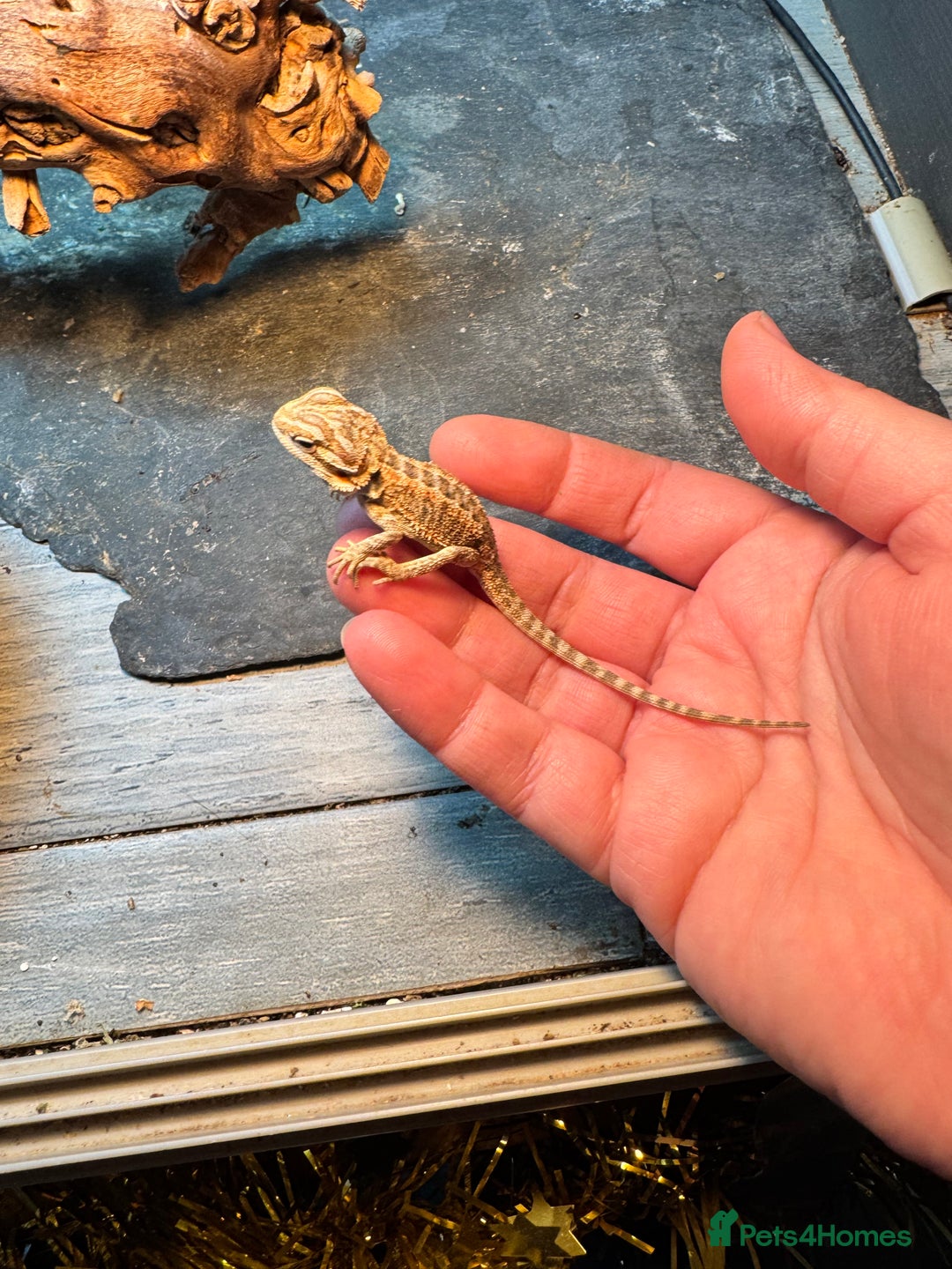 Bearded Dragon reptiles for sale: Bearded dragons babies&adults possible full setup - Advert 11