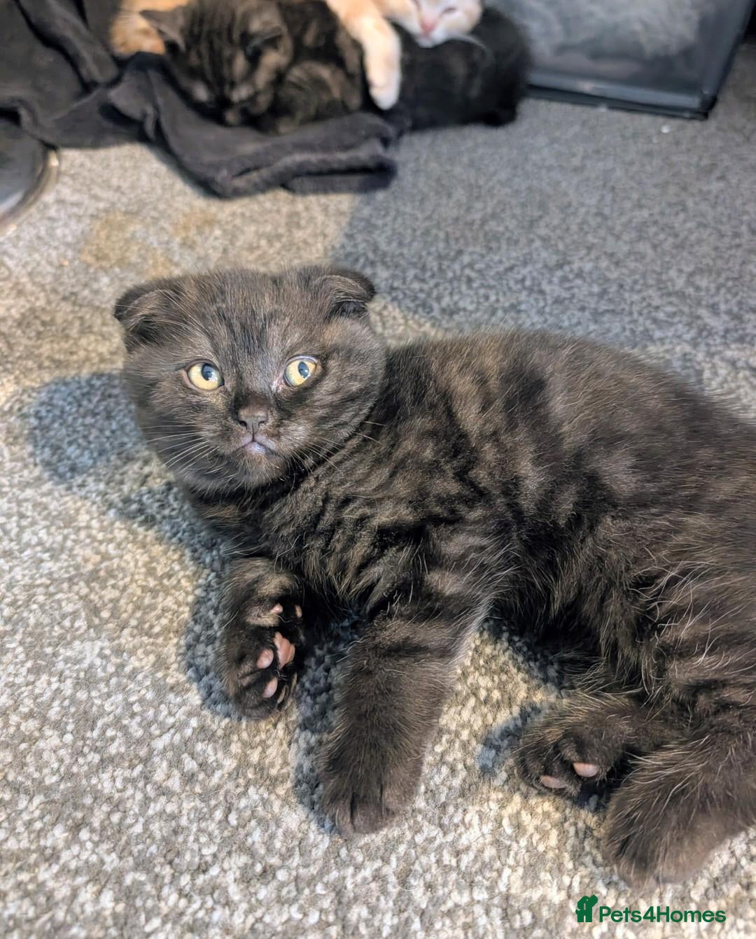 Scottish Fold cats 🩵🩷Scottish fold babies ready to leave now🩷🩵 - Advert 2