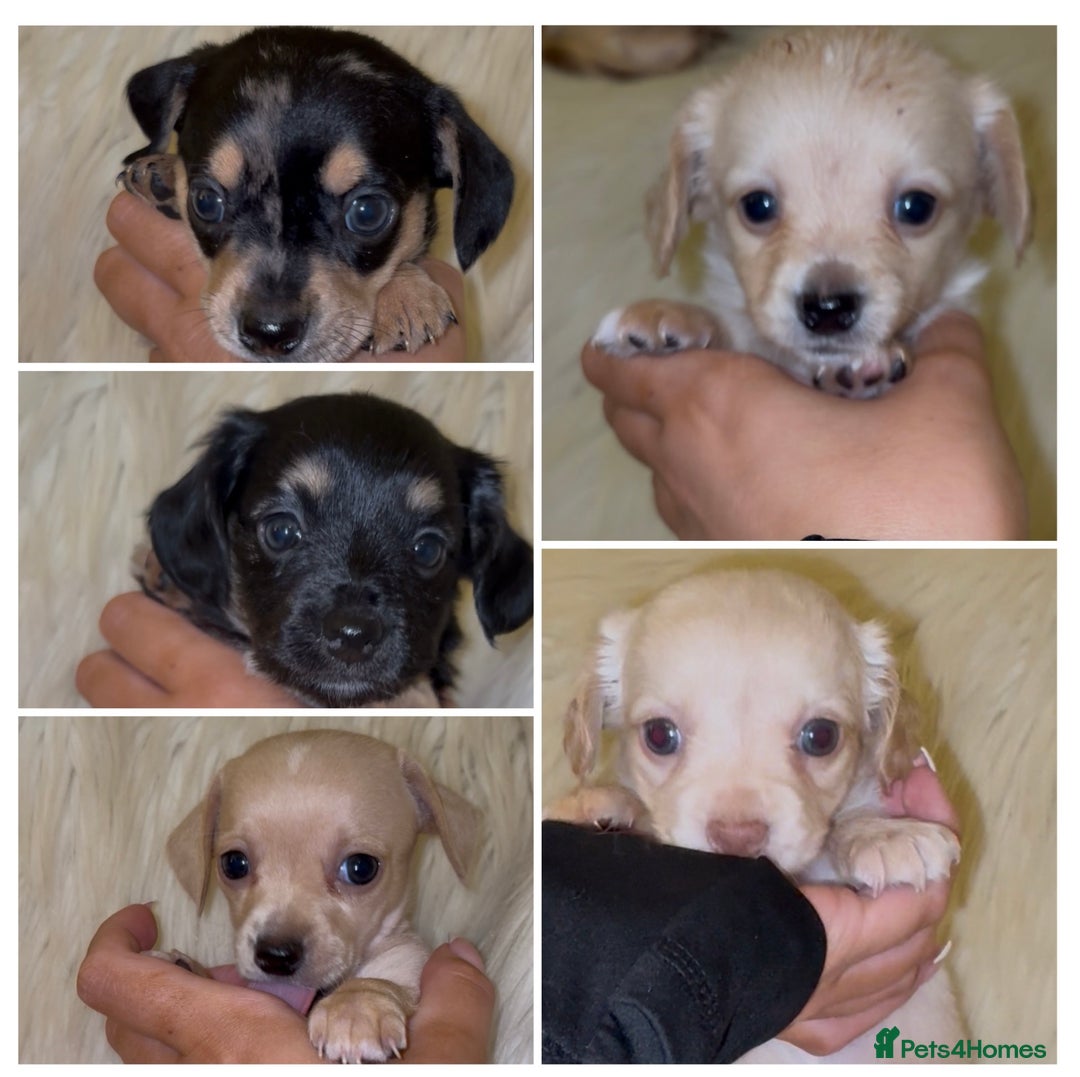 Chiweenie dogs for sale: Gorgeous Mini Dachshund X Puppies🐾 - Advert 8