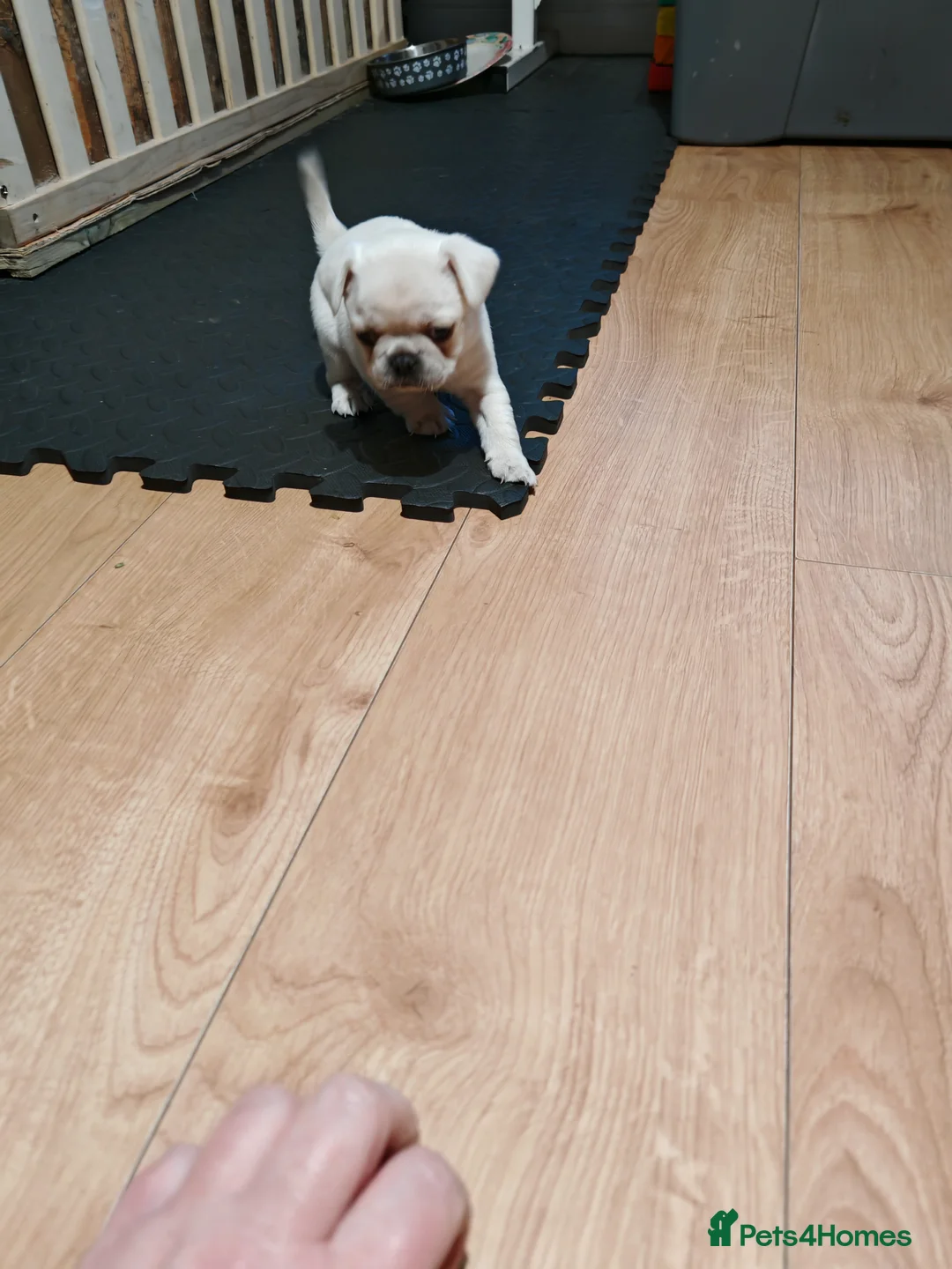 Frug dogs for sale: Frug puppies  - Advert 17