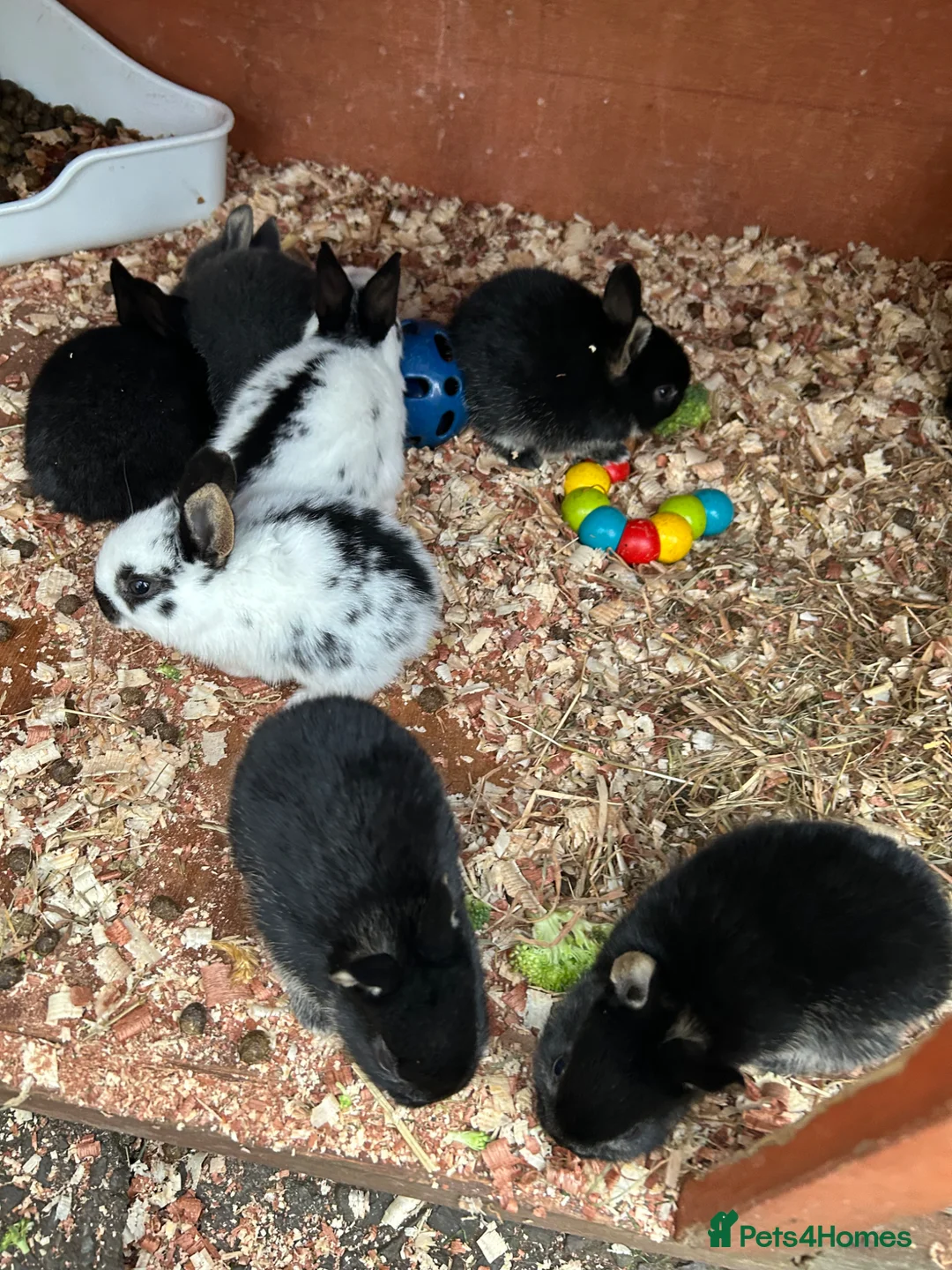 Mixed Breed rabbits for sale: Mini English Rex bunnies - Advert 2