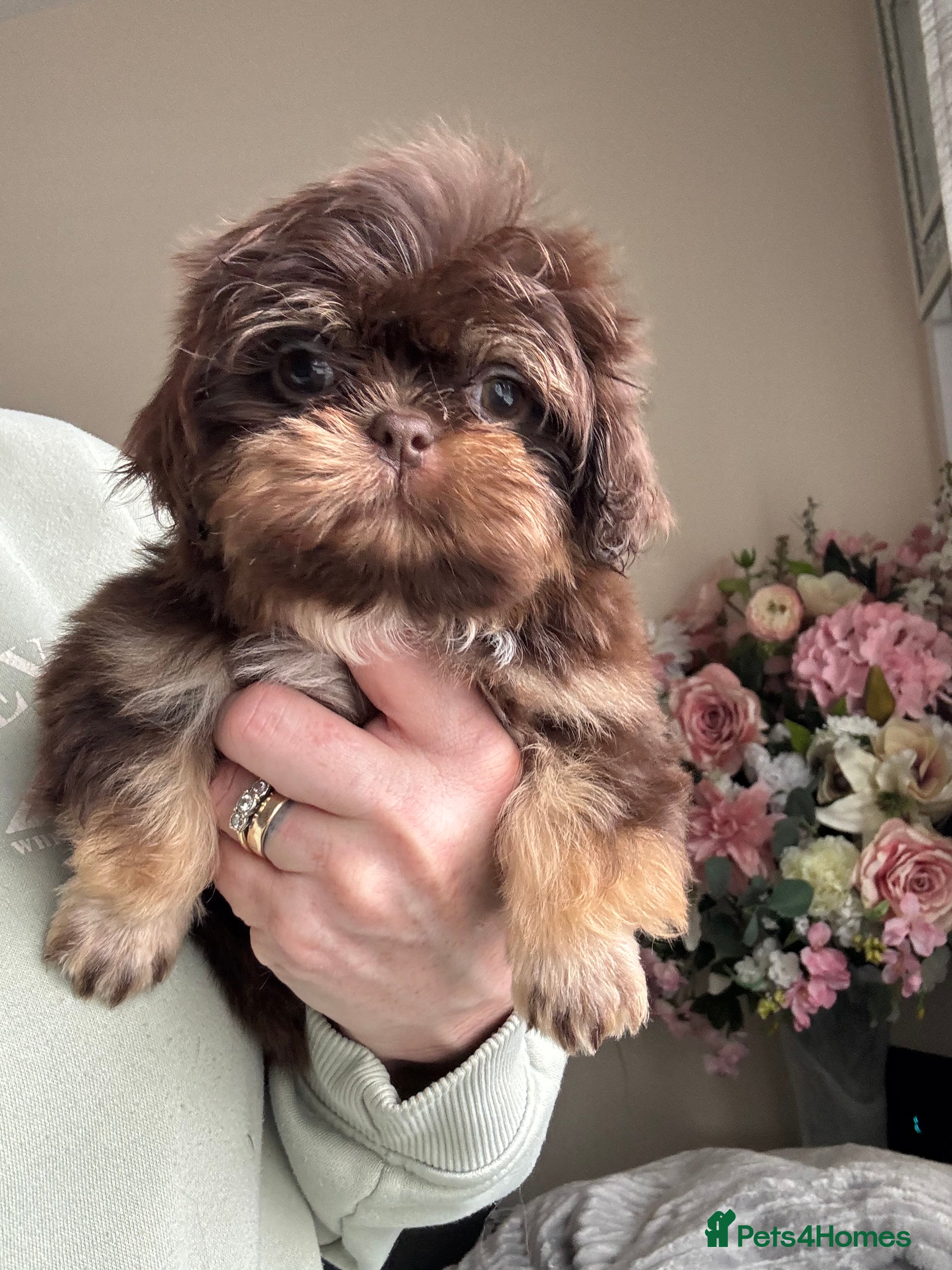 Shih Tzu dogs Chocolate and tan extremely rare  - Advert 14