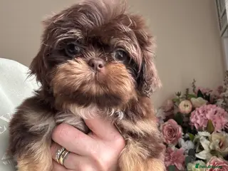 Shih Tzu dogs Chocolate and tan extremely rare - Advert 14