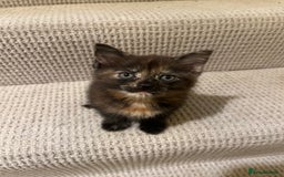 Domestic Shorthair cats for sale: Shorthair Kittens - Image 2