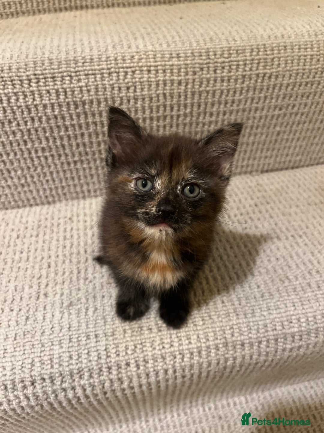 Domestic Shorthair cats for sale: Shorthair Kittens - Image 2