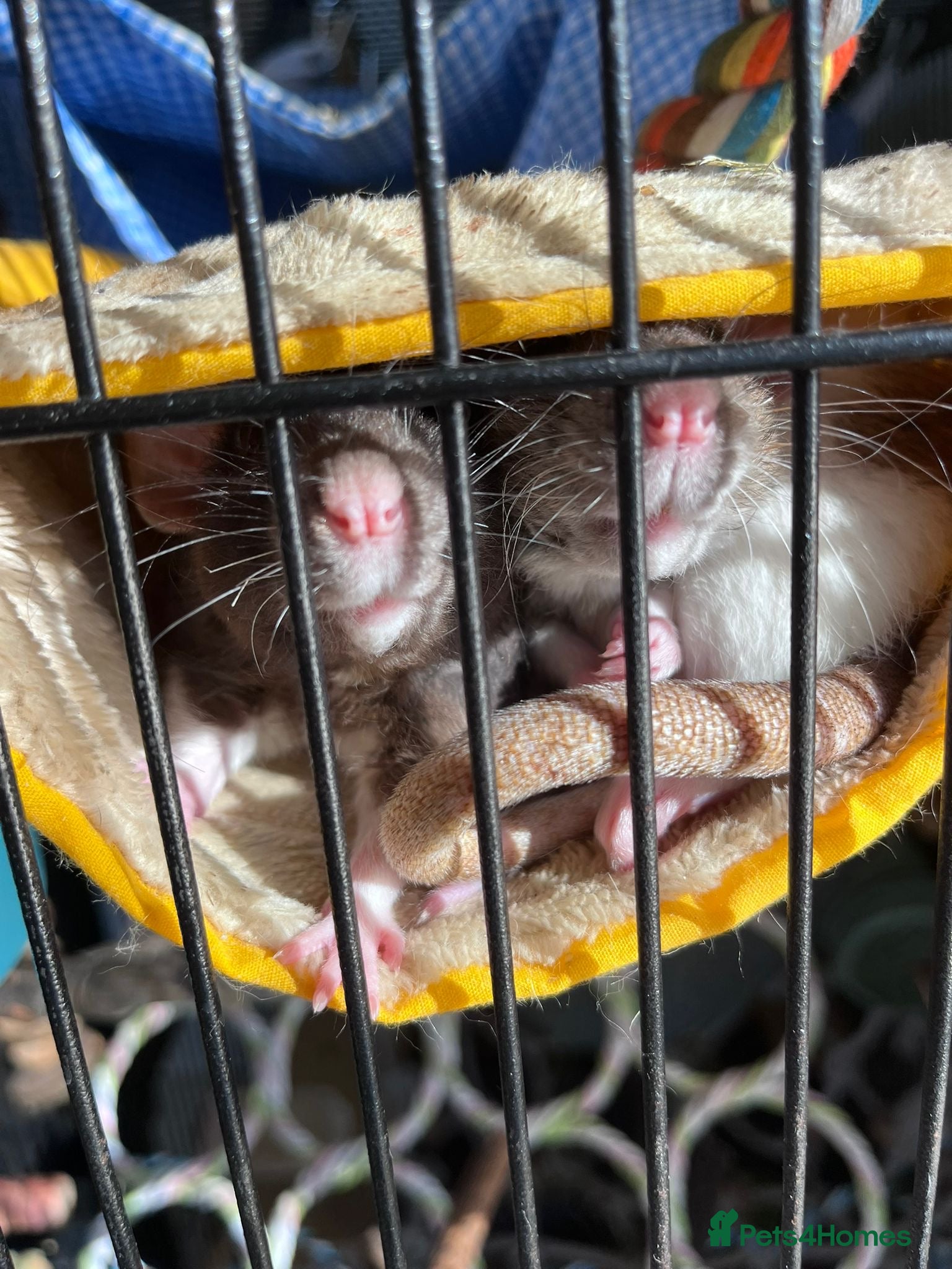 Rat rodents for sale: Female Rats Looking For Mischief to Join - Advert 1