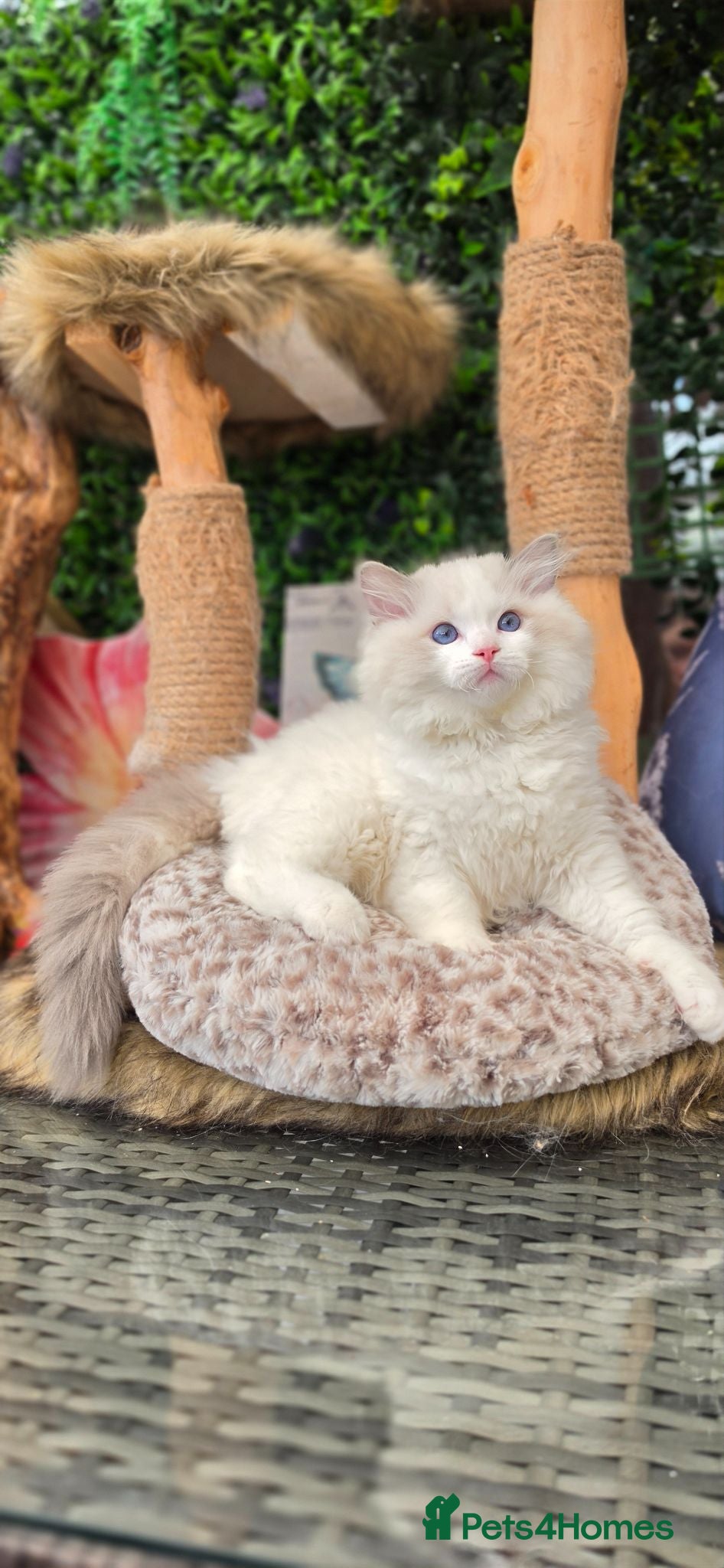 Ragdoll cats 🥇🏆🐆Exclusive kittens❤️✨️🏆Award winning cattery - Advert 16