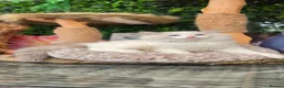 Ragdoll cats for sale: 🥇🏆🐆Exclusive kittens❤️✨️🏆Award winning cattery - Advert 1