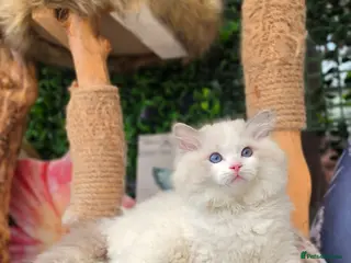 Ragdoll cats 🥇🏆🐆Exclusive kittens❤️✨️🏆Award winning cattery - Advert 16