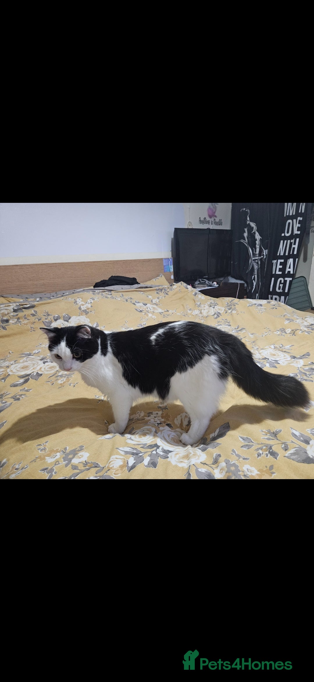 Mixed Breed cats for sale: Handsome Male Cat - Advert 3