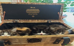Ragdoll cats for sale: Beautiful Half Ragdoll Kittens - Image 2