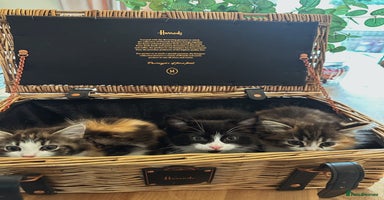 Ragdoll cats - Advert 6