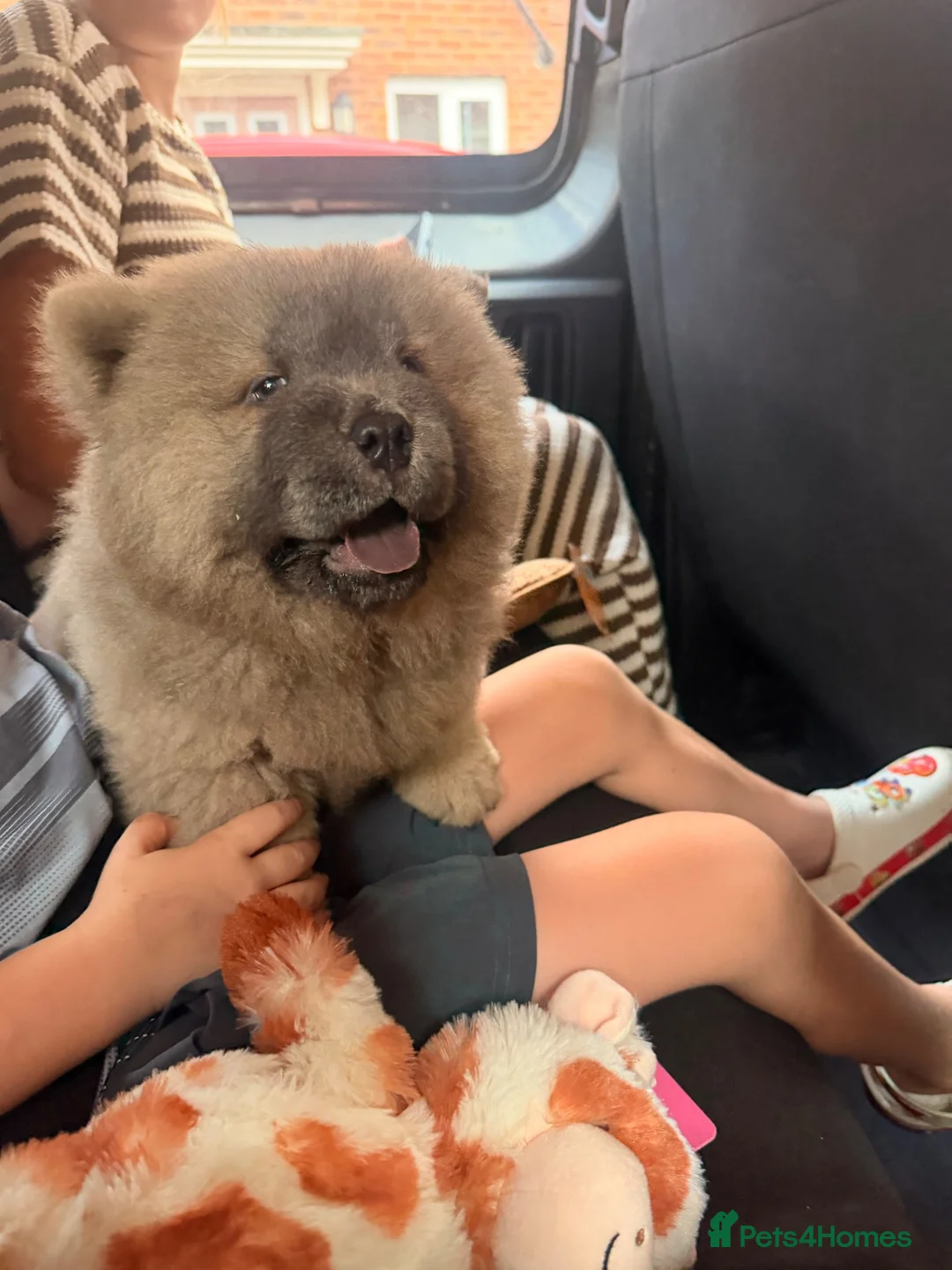 Chow Chow dogs for sale: KC registered female chow chow - Advert 7