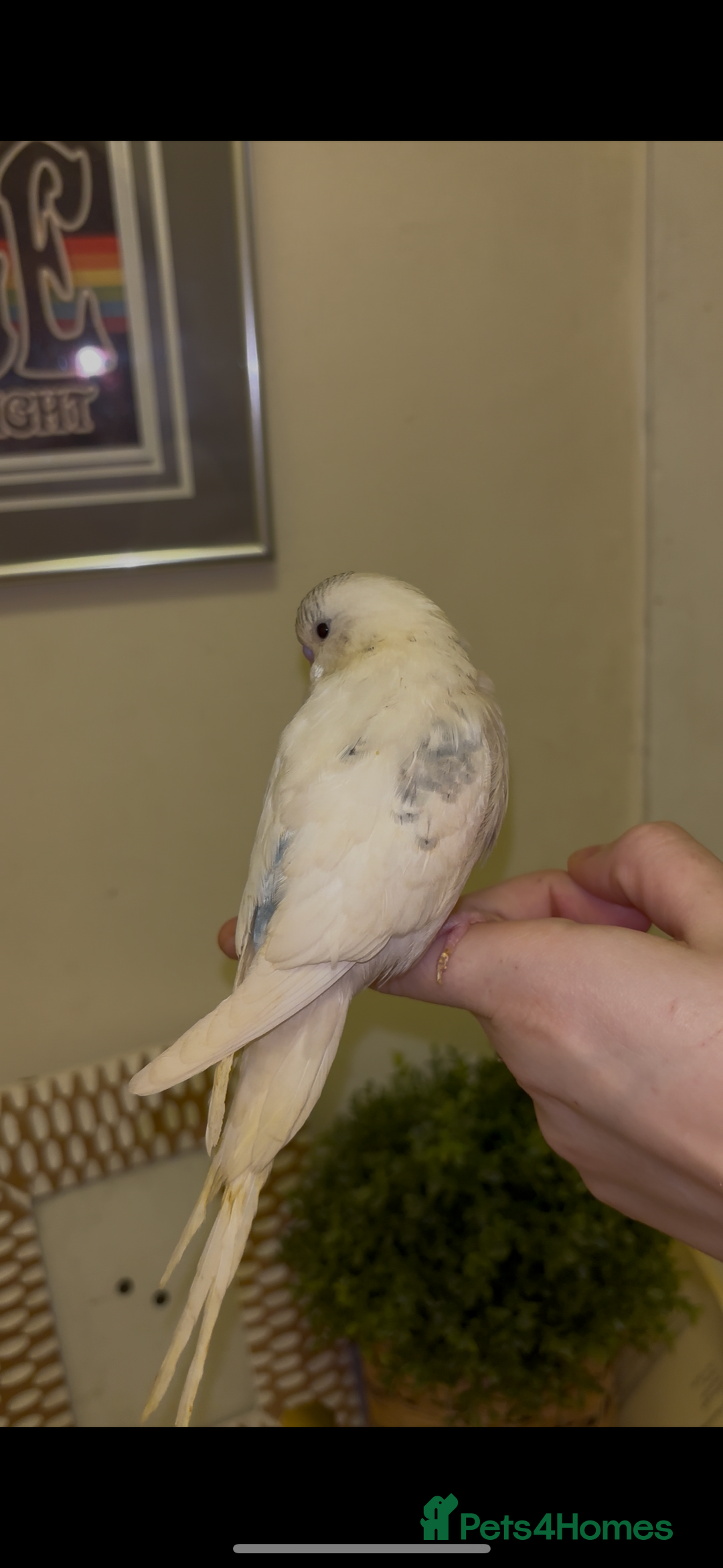 Budgerigars birds for sale: Hand reared hand tame baby budgies - Advert 3