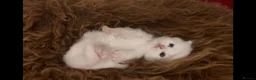 Munchkin cats for sale: Sweetest Personality Guaranteed-Fur Babies 🤗 - Advert 7