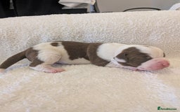 Mixed Breed dogs for sale: Cockerbull puppies  - Image 21