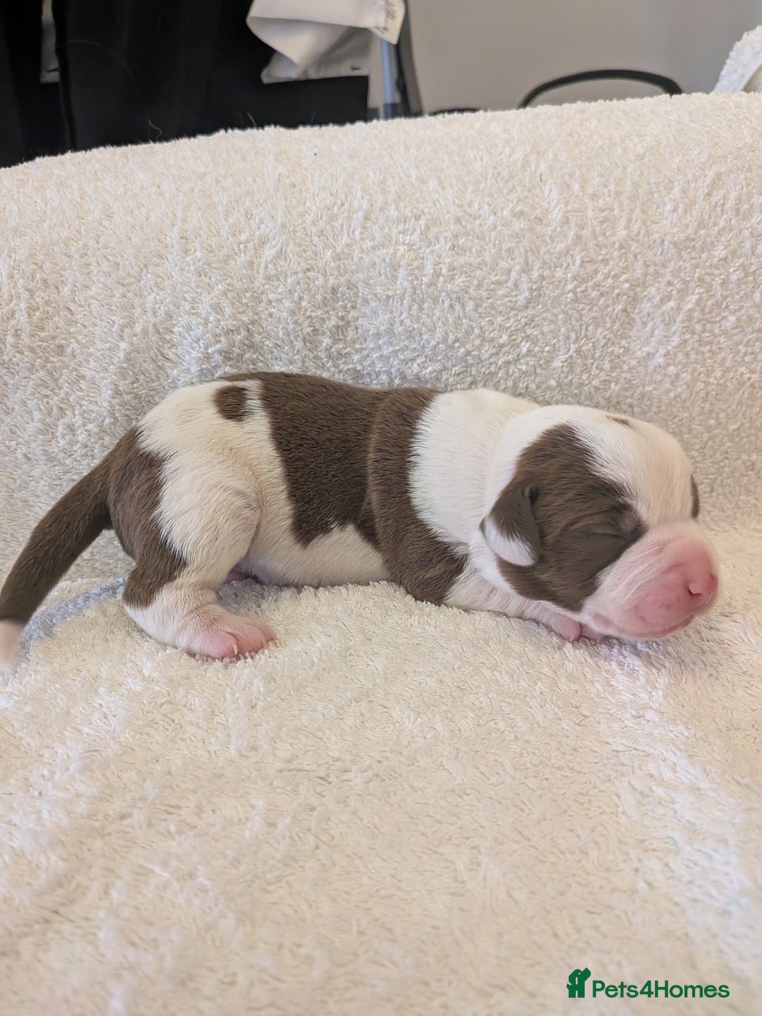 Mixed Breed dogs for sale: Cockerbull puppies  - Image 21