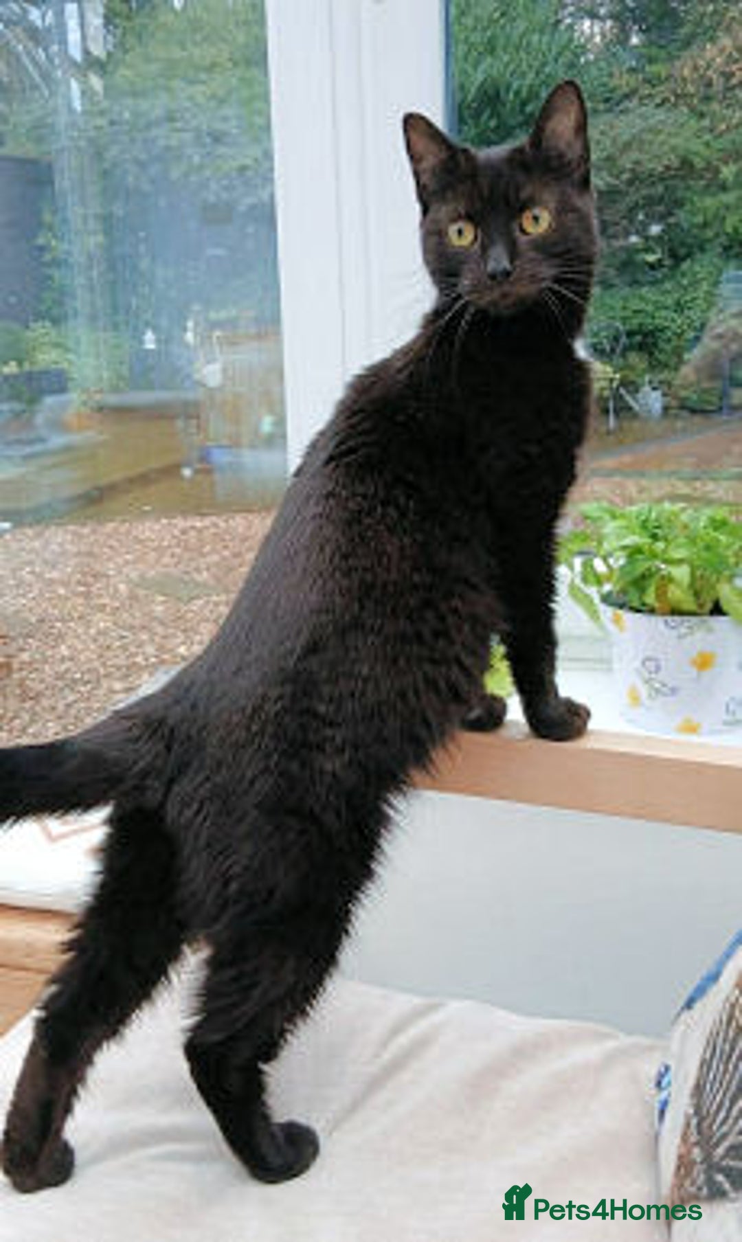 Mixed Breed cats for adoption: ANGEL - Advert 2