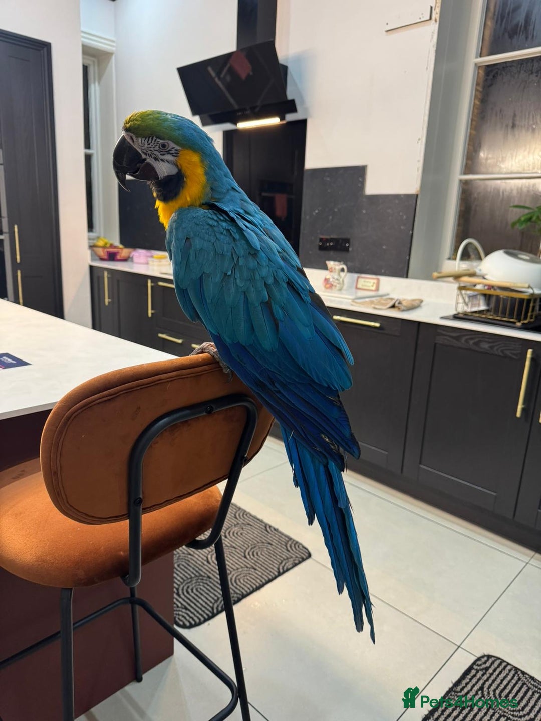 Macaws birds for sale: Tame and Talking Blue & Gold Macaw. - Advert 4