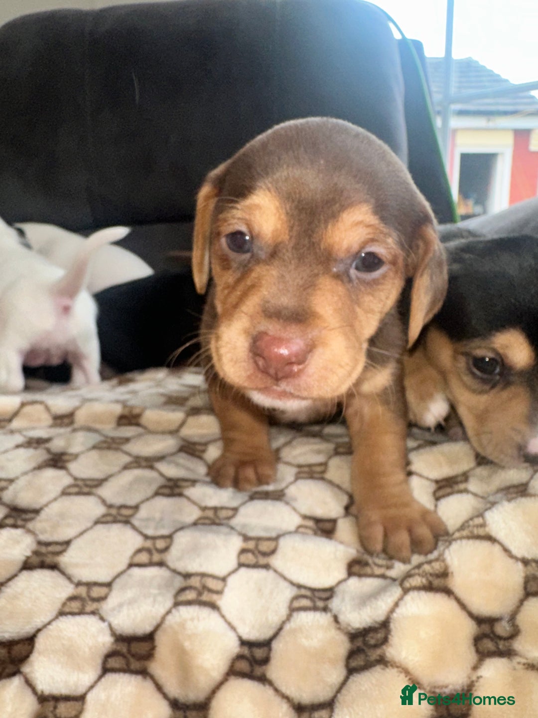 Mixed Breed dogs for sale: I have six beautiful jack dash for sale  - Image 7