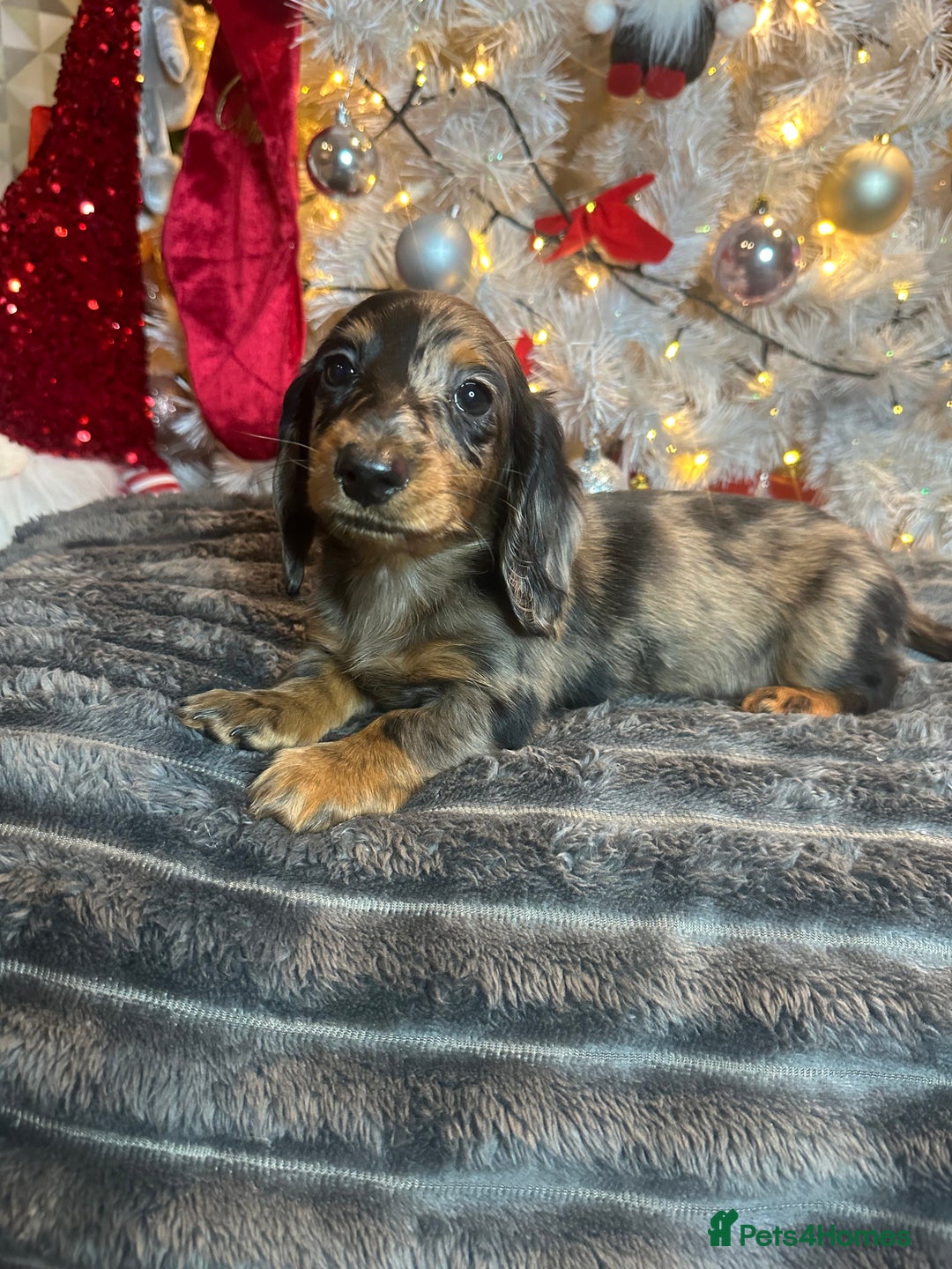 Miniature Dachshund dogs for sale: Long Haired Miniature Dachshund puppies - Advert 31