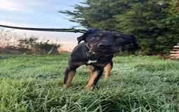 Mixed Breed dogs for adoption: Helen - Norwich Norfolk  - Advert 2