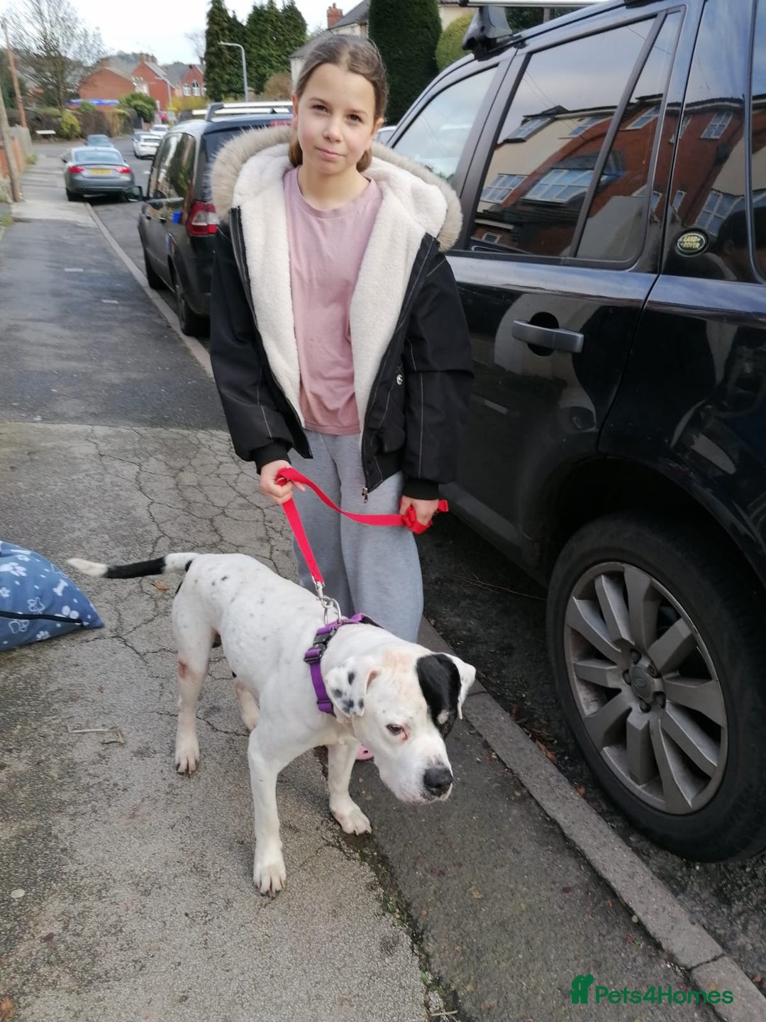 Mixed Breed dogs for adoption: 💙Ghost💙 12 yo rescued from horrific conditions - Advert 7