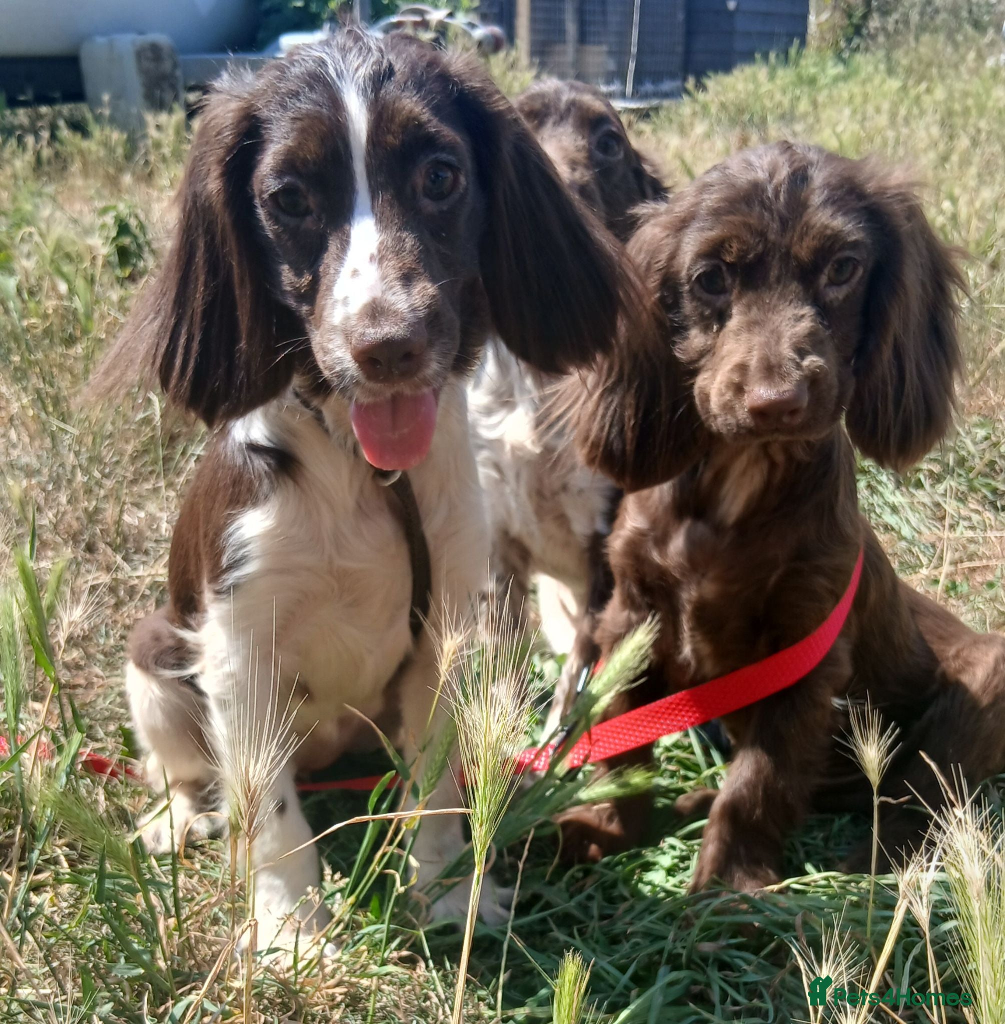 English Springer Spaniel dogs LeeLee - Advert 4