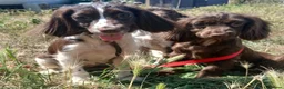 English Springer Spaniel dogs for sale: LeeLee - Advert 14