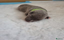 Whippet dogs for sale: Pedigree Blue & White Whippet Puppies - Image 5