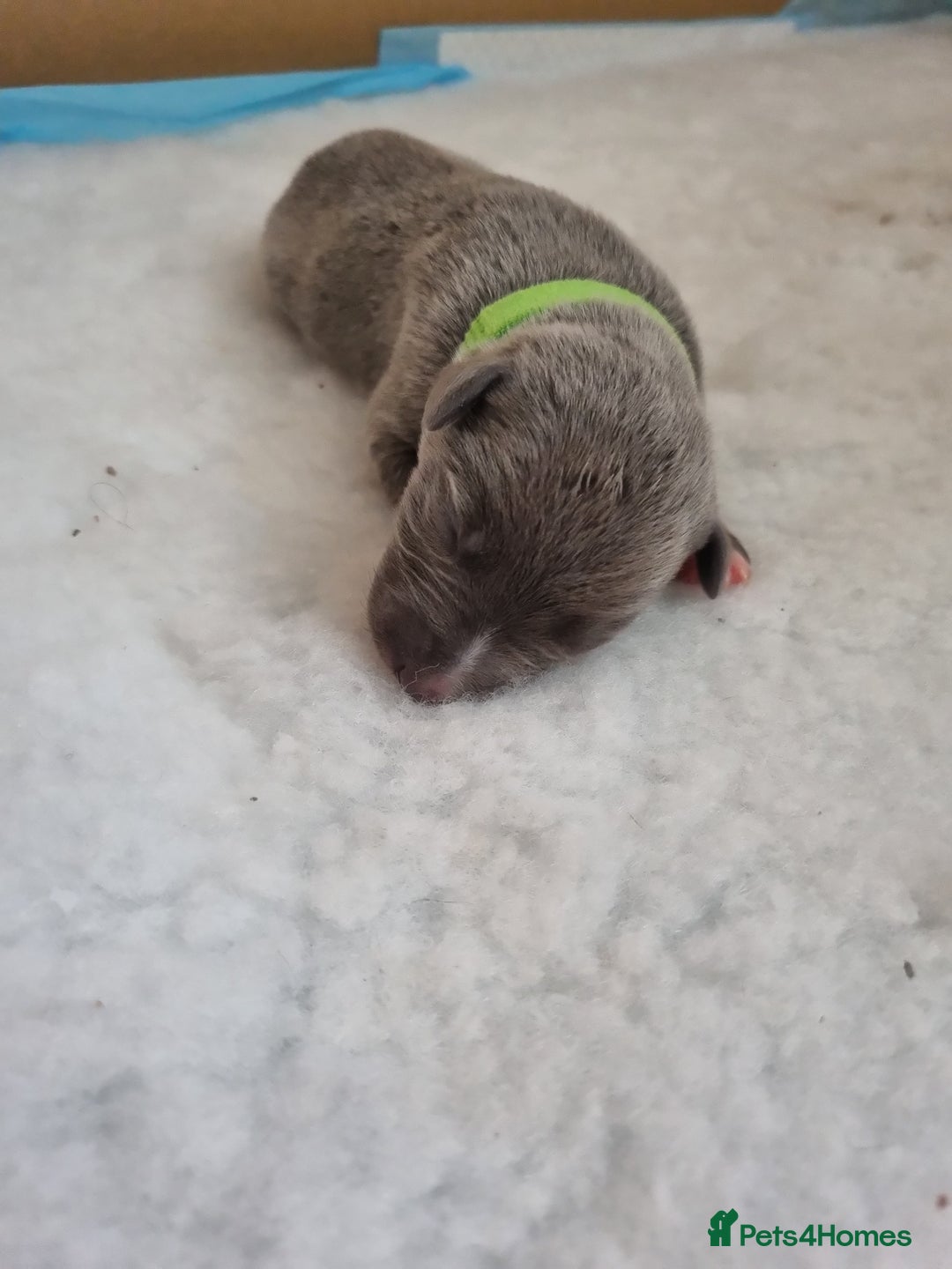 Whippet dogs for sale: Pedigree Blue & White Whippet Puppies - Image 5