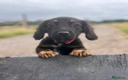 Mixed Breed dogs for sale: Big ears!! cocker spaniel x German shepherd puppys - Image 1