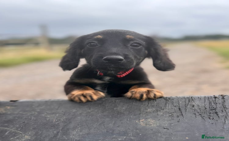 Mixed Breed dogs - Advert 2