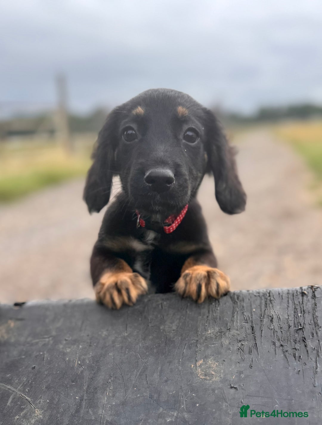Mixed Breed dogs for sale: Big ears!! cocker spaniel x German shepherd puppys - Image 1