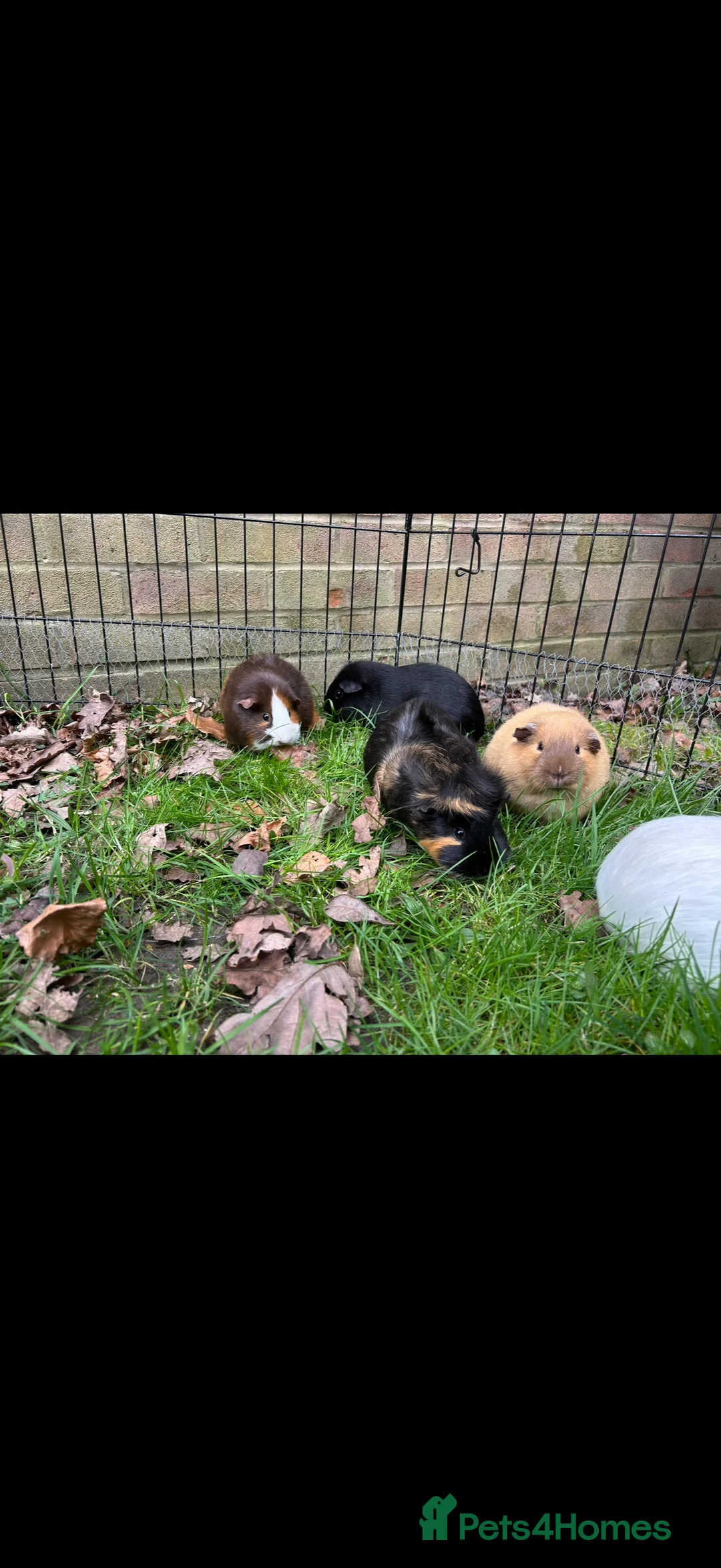 Guinea Pig rodents for sale: Californian female guinea pig  - Advert 2