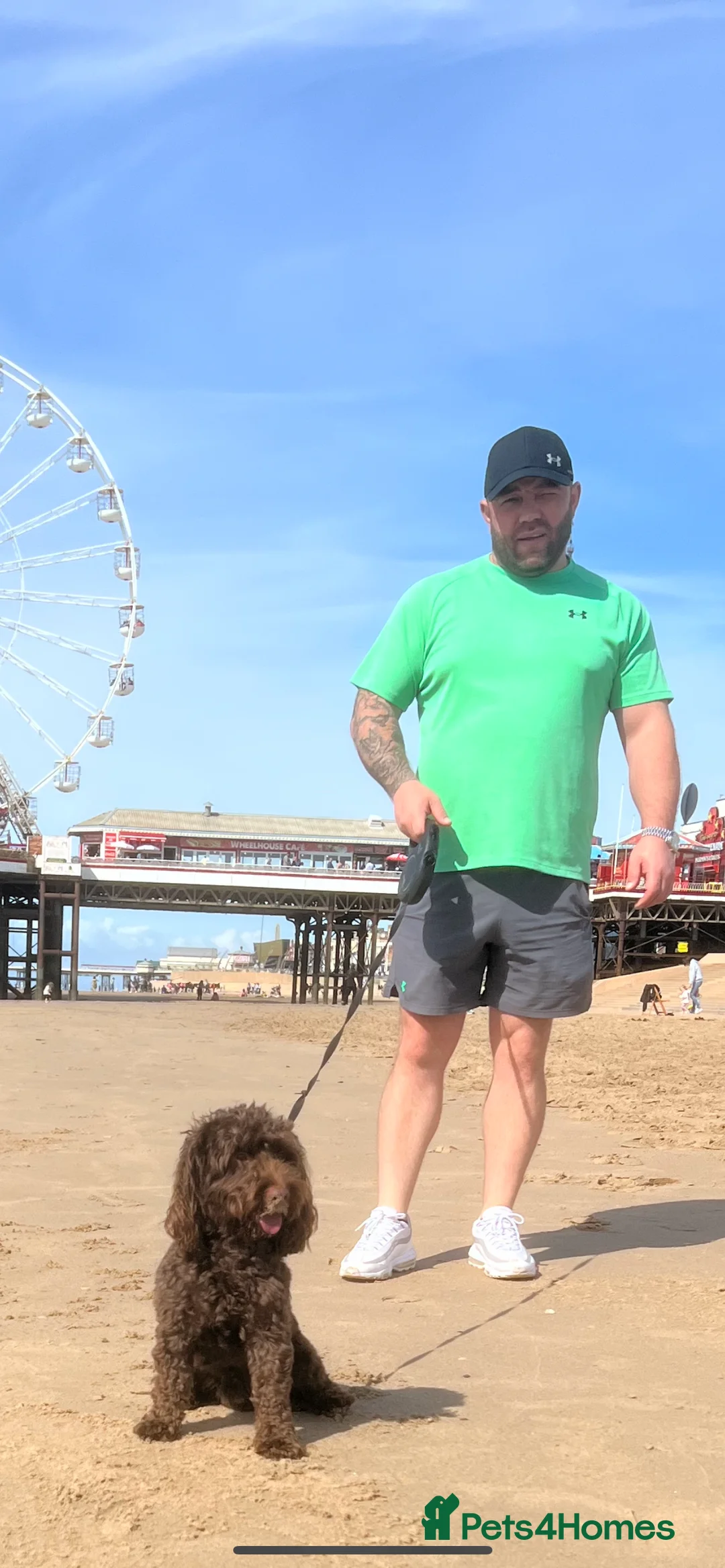 Cockapoo dogs for stud: 🍪 COOKIE. FOR STUD  - Advert 4