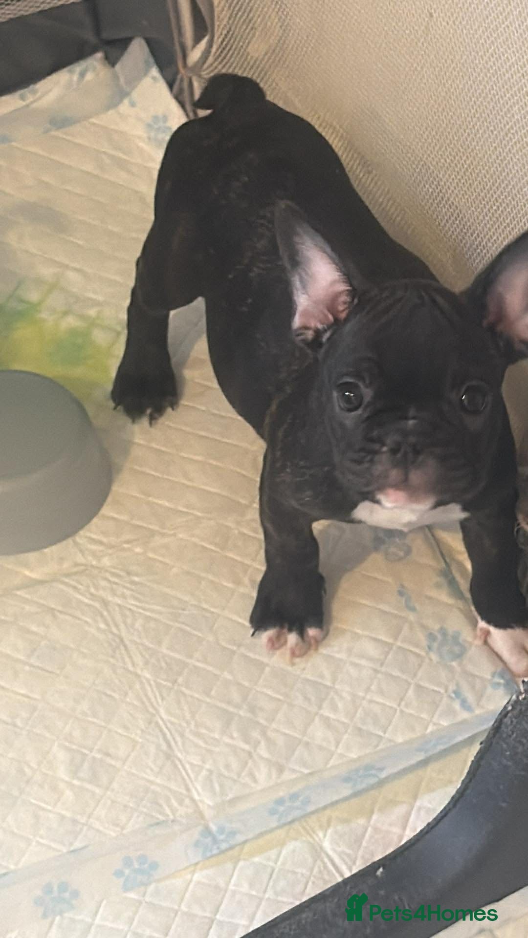 French Bulldog dogs for sale: French puppies  - Advert 38
