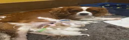 Cavalier King Charles Spaniel dogs for sale: KC Health Tested Cavalier King Charles Spaniel Pup - Advert 12